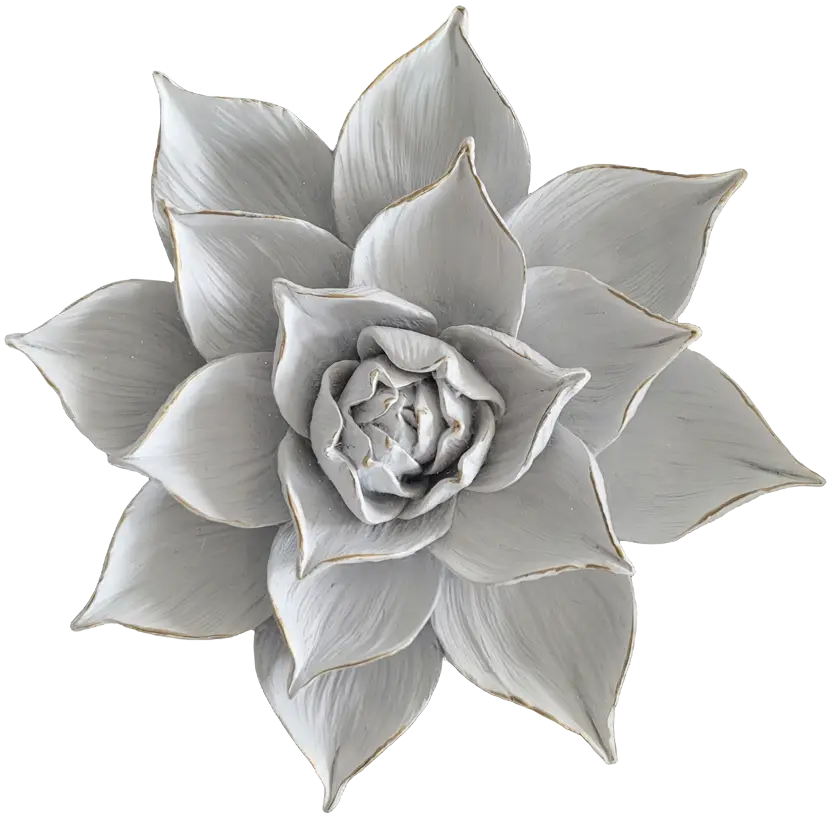 A white flower with a black background